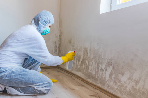 Black mold inspection in Pacific