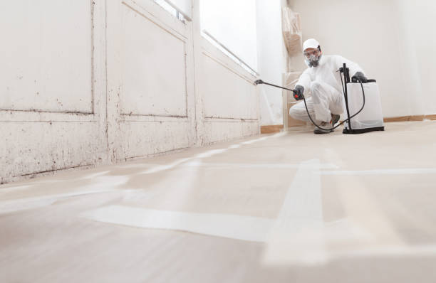 Black mold remediation team in Pacific